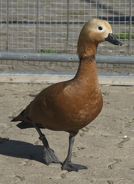 球風本質仍